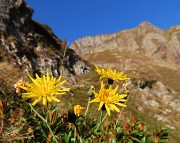 RIFUGIO BENIGNI (2222 m) ad anello dalla CIMA DI VAL PIANELLA (2349 m)-9ott23 - FOTOGALLERY